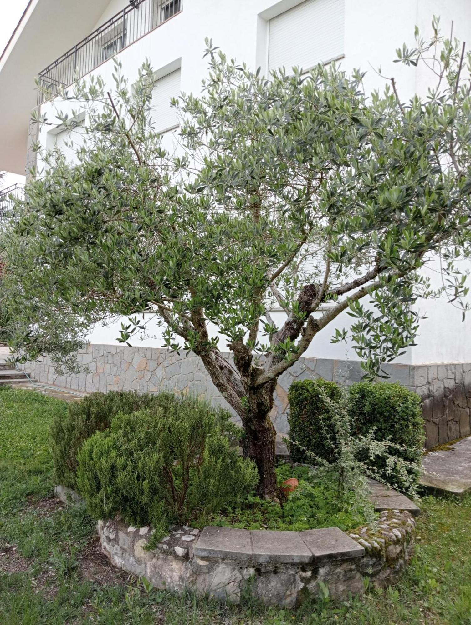 Apartamento-Casa Turistica L'Espigol Sant Llorenç de Morunys Esterno foto